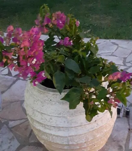 Hannas Paradise - Evi Skafidia